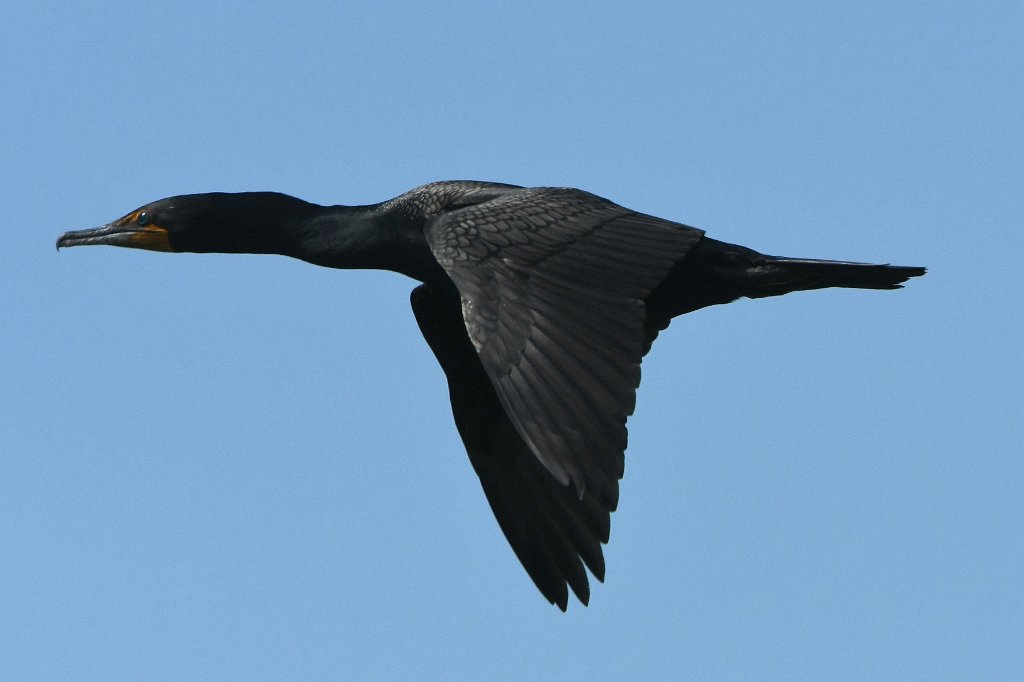 Cormorant, Douible-crested, 2017-05176701 Parker River NWR, MA.JPG - Double-crested Cormorant in flight. Parker River National Wildlife Refuge, MA, 5-17-2017